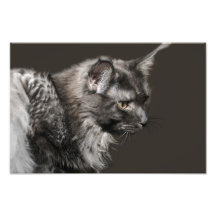 Maine Coon Photo Enlargement