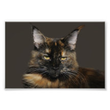 Maine Coon Photo Enlargement