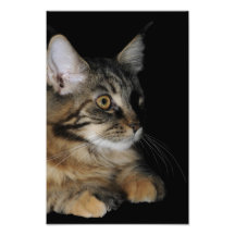 Maine Coon Photo Enlargement