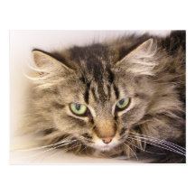 Maine Coon Postcards