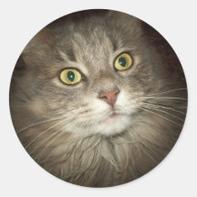 Maine Coon Stickers