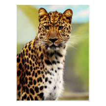 Majestic Leopard Postcards
