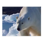 Majestic wild Polar bear Post Card