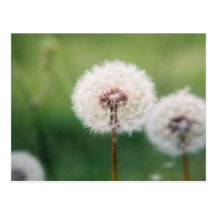 Make a Wish Postcard