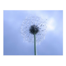Makin' Wishes Post Card