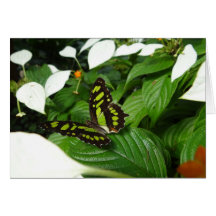 Malachite Blutterfly notecard