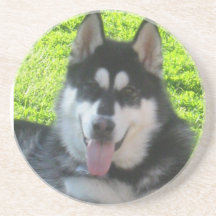 Malamute Coaster