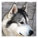 Malamute Photo Invitation