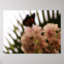 Malay Lacewing Butterfly 2 Poster