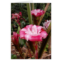 Malay Rose Card