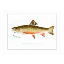Male Brook Trout Postcard