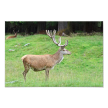male deer photo