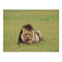 male lion, Panthera leo, cleaning itself, Postcard