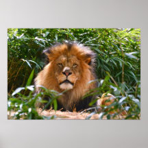 Male Lion resting in sun poster