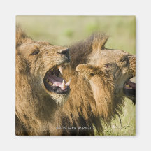 Male lions roaring, Greater Kruger National Refrigerator Magnet
