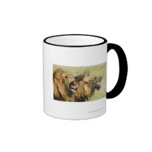 Male lions roaring, Greater Kruger National Mugs