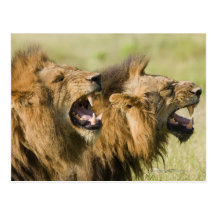 Male lions roaring, Greater Kruger National Postcard