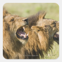 Male lions roaring, Greater Kruger National Square Stickers