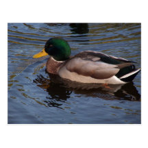 Male Mallard Duck Post Cards