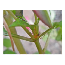 Male Microphantid Spider on Impatiens Postcard