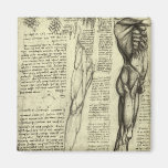 Male Muscle Anatomy Sketch by Leonardo da Vinci Magnet