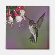Male Ruby throated Hummingbird, Archilochus Refrigerator Magnets