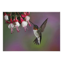Male Ruby throated Hummingbird, Archilochus Photo Print