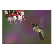 Male Ruby throated Hummingbird, Archilochus Photographic Print