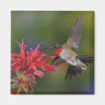 Male Ruby-throated Hummingbird feeding on Magnet