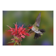 Male Ruby-throated Hummingbird feeding on Photo Art