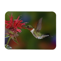 Male Ruby-throated Hummingbird feeding on Rectangular Magnet