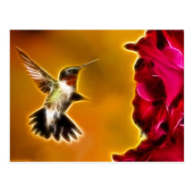 Male Ruby-throated Hummingbird Post Cards