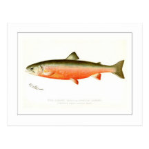 Male Sunapee Trout Postcard