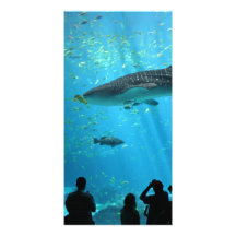 Male Whale Shark Photo Card Template