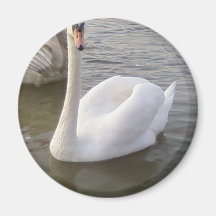 Male White Swan With Young Swans Refrigerator Magnets