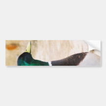 Mallard Duck Bumper Sticker