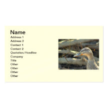Mallard Duck Business Card