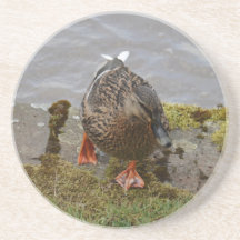 Mallard Duck Drink Coaster
