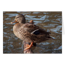Mallard Duck Greeting Cards