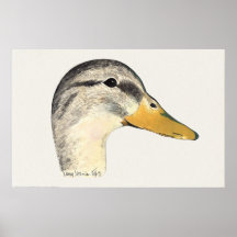 Mallard Duck Hen Watercolor Posters