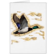 Mallard Duck Hunting Greeting Card