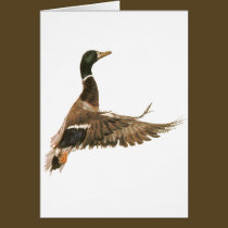 Mallard Duck in Flight cards