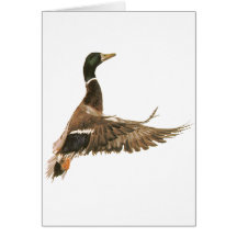 Mallard Duck in Flight Greeting Cards