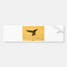 Mallard Duck Landing On Water Bumper Stickers