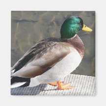Mallard Duck Magnet