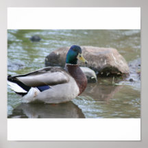 Mallard Duck Posters