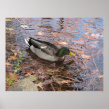 Mallard Duck - Poster