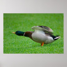 Mallard Duck Poster