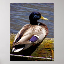 Mallard Duck Print