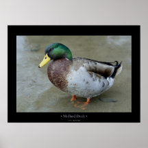 Mallard Duck Print
